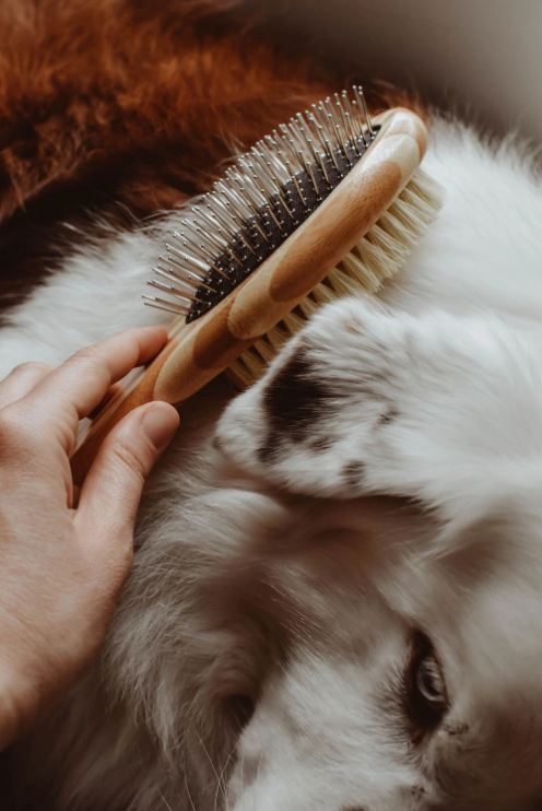 Dog Brush Zero Waste